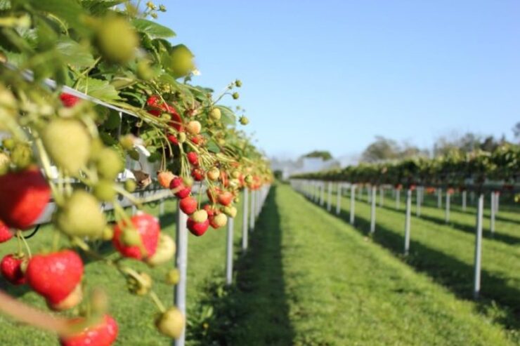 Garsons Farm